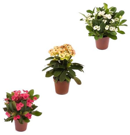 Corona Cristo Mix Color | Pack 3 Plantas | Flores Blancas, Rojas y Marfil | Cactus Naturales