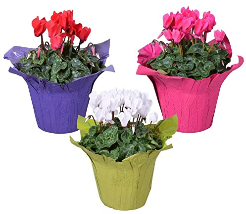 Pack de 3 Violeta de los Alpes Cyclamen Plantas con Flores de Colores