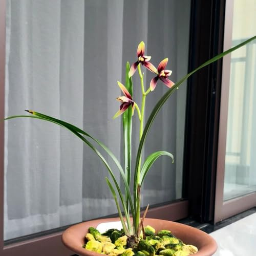 semillas de orquideas raras - exterior resistentes interior balcón 600pcs