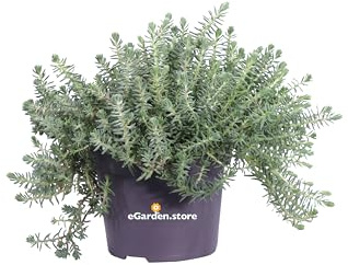 Pianta di Sedum Reflexum diverse varietà pianta da esterno pianta grassa pianta succulenta pianta tappezzante pianta ornamentale pianta vera venduta da eGarden.store (Sedum Reflexum Argenteum)