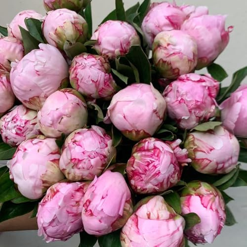 bulbi di peonia resistenti - decorativi appartamento in vaso esotiche 1pcs