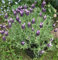 100pcs Lavander stoechas semillas de flores