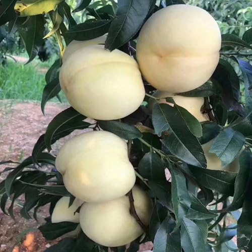 12 piezas Semillas de balcón de melocotonero - jardín interior columnares nectarina resistente, semillas orgánicas, bonsái columnar