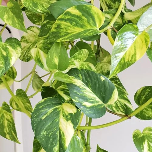pothos decorazione da giardino per aiuole rialzate da esterno semi di pothos in vaso per luoghi soleggiati appartamento che purificano l'aria giardino, viti, decorazioni 400semi