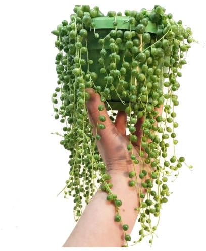 Senecio Rowleyanus Suculento La Planta Colgante que Buscabas