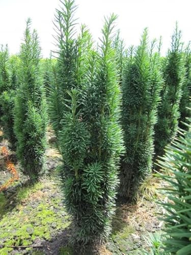 Robuste Säuleneibe - Taxus baccata fastigiata Robusta -