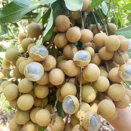 longan - hecken sträucher deko wohnzimmer dimocarpus bio obstbäume kaufen nachhaltige geschenke obstbaum steingartenpflanzen baumsamen gartendeko für draußen exotische winterfeste 40samen