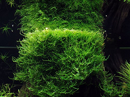 AquaOne Aquarium Pflanze In Vitro 3 Stück Moos Taxiphyllum barbieri Set | Wasserpflanze 1-2-Grow Aquariumpflanzen Moose Becher Labor-Aquarienpflanzen