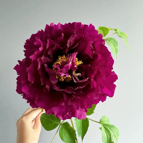 Pfingstrosen zwiebeln (pfingstrosen pflanzen winterhart)- balkonpflanzen、schattenpflanzen geschenke für gartenliebhaber garten geschenk、schnell wachsender zimmerpflanzen、einfach zu 5pcs