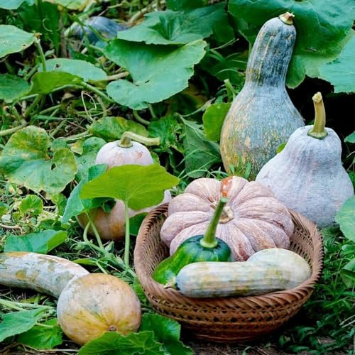 semillas de calabaza orgánicas, frescas exóticas ornamentales 200pcs