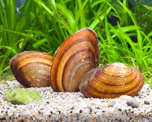 NatureHolic - Teichmuschel Set | Schwanenmuschel als natürlicher Algenkiller & Bio-Wasserfilter | Klares Teichwasser ohne Chemie für Gartenteich & Naturteich