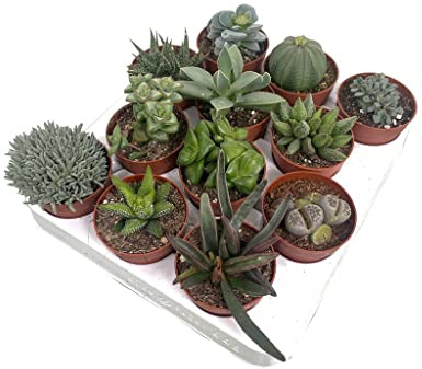 Garden Center shop by VM Suculentas Naturales de colección 12 variedades Diferentes 6cm diametro Maceta