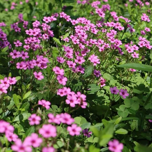 bulbos de oxalis, bulbo de interior Bulbos de Oxalis corniculata, resistentes al exterior Las de jardín son perennes 4pcs