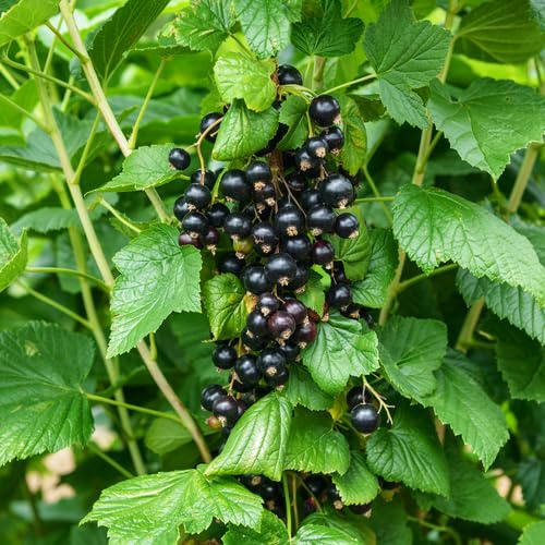 100 semi di ribes nero