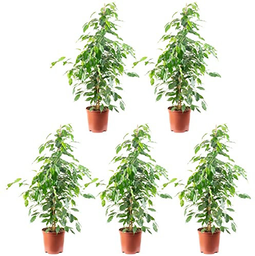 5er-Set Birkenfeige 'Forever-Mix' - echte Zimmerpflanze, Ficus benjamini - Höhe ca. 110 cm, Topf-Ø 21 cm