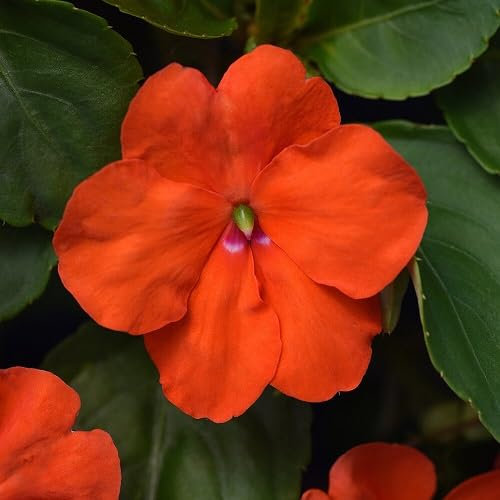 Nouveau Frais 100 pcs Impatiens graines de fleurs
