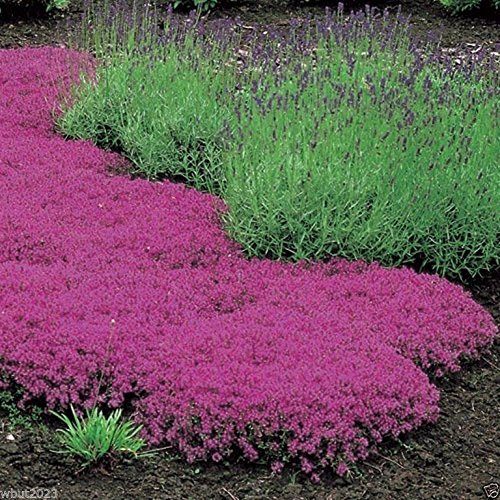 BSNKRY 1000 Seeds Creeping Thyme Seeds - Magic Carpet - Thymus Serpyllum- Perennial Ground Cover !