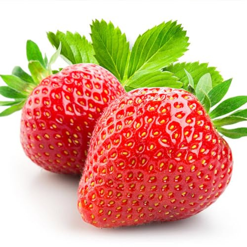 Erdbeerpflanzen 'Elsanta' früh Erdbeere, beste Dessertsorte ab März - Set mit 10 Pflanzen ERDBEEREN - Winterhart, Mehrjährig, Superobst für Garten