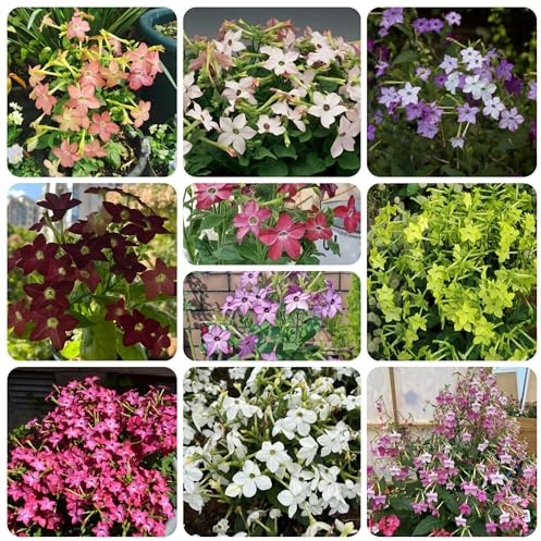 semi di tabacco - perenni resistenti, balcone d'appartamento, primaverili, giardino 350pcs