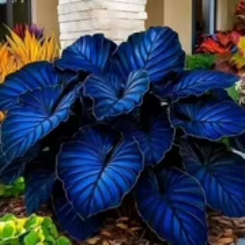 hosta rari Facile Da Mantenere Crescita Rapida Bellissimo Giardino-4bulbi-g