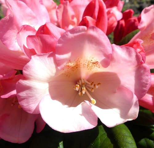 Rhododendron yakushimanum 'Kaza' Japanische Azalee 40-50 cm winterhart Freilandaufzucht