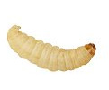 Peregrine Livefoods 2 Tubs Wax Worms 15g Reptile Livefood/Lizard/spider/Frog/Mammal/Bird Fish