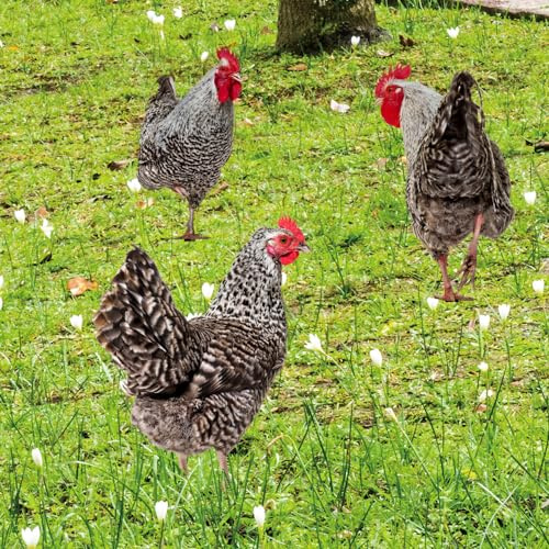 Ltahtliay Animal Decorative Garden Inserts Garden Animal Figurines Acrylic Simulated Yard Stakes Metal Chicken Sculpture Rooster Yard Stake Hen Yard Sculpture Chicken Garden Statue (H)