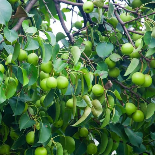 semi di spino - esotici per la decorazione di balconi semi letto elevato per balcone colonnario resistente, 200pcs