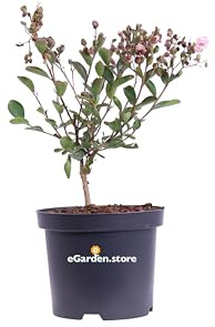 Pianta di Lagerstroemia Indica pianta da esterno pianta da giardino pianta da fiore pianta ornamentale pianta di Lagerstroemia vera venduta da eGarden.store (Choco Pink v.19 cm)