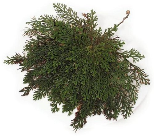 Rose von Jericho