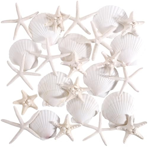 PPCLION 24 PCS Natural Starfish 2-4 and Scallop Shell for Crafts Making Beach Theme Party Wedding Decoration, Home Wall Decor, Christmas Ornaments