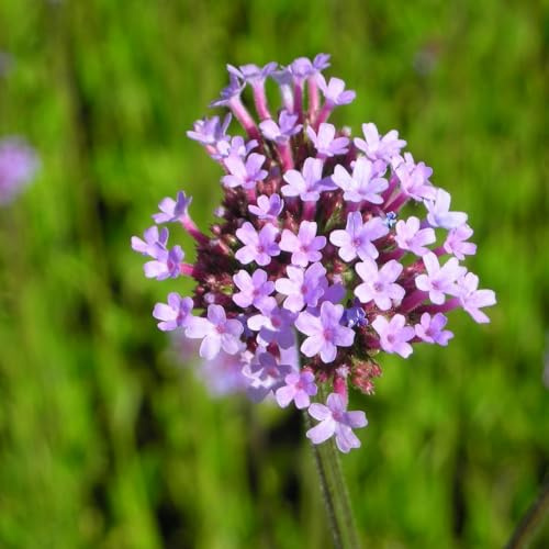 Blumixx Stauden 3 x Verbena bonariensis – Hohes Eisenkraut, mehrjährig & winterhart, Bienenmagnet, violettblühend, für Beet & Kübel, Pflanze im Topf