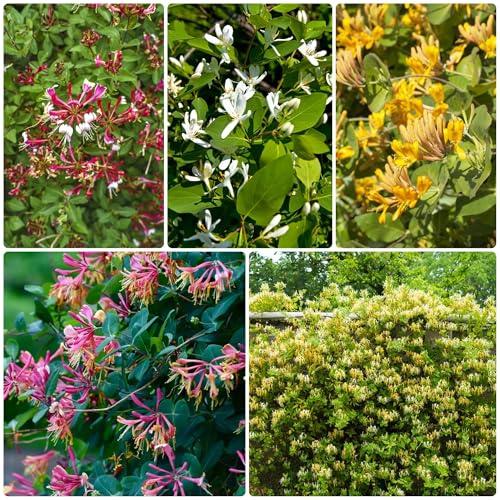 semi di caprifoglio, resistenti giardino rampicanti esotiche 800pcs