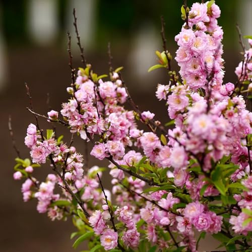 mandelbäumchen prunus triloba, garten blühende winterhart schnell wachsende blumensamen gastgeschenk balkonpflanzen 10samen