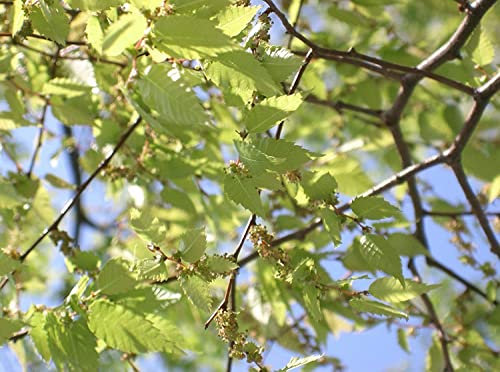 Japanische Zelkove Zelkova serrata Pflanze 45-50cm Keaki Japanische Ulme Rarität