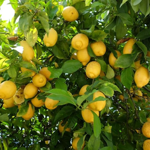 semillas de limonero para balcones Decoración, limonero de interior, 100pcs