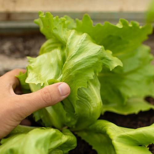 semi di lattuga iceberg biologici di invernali di lattuga iceberg da giardino resistenti perenni aiuole rialzate per giardino 500pcs