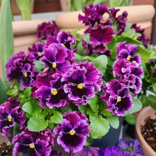 semi viola del pensiero - Viola tricolore giardino balcone giardino d'appartamento esotiche 600pcs