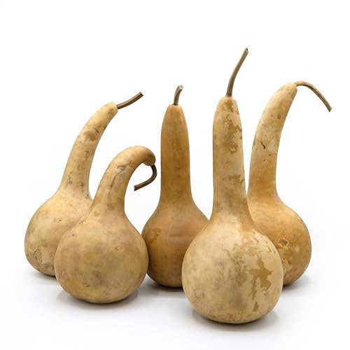 Box of 5 Dried Dipper Gourds - 3.5 Diameter, Ready for Crafting and Decorating