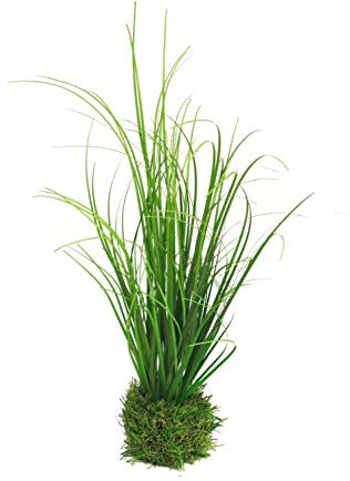 artplants.de Deko Gras Lampenputzergras Weilin auf Grasballen, grün, 25 cm - Deko Grasbüschel
