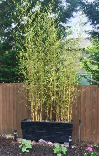 Bambù Bambusa Bamboo cinese pianta in vaso ø20 cm h. oltre 2 metri Vivaio di Castelletto