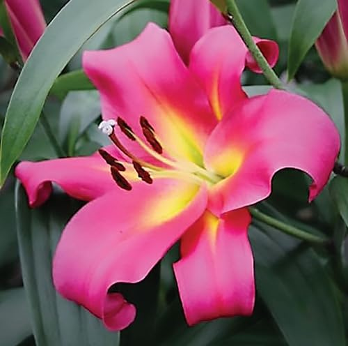 CSL sunrise Garten Preisgekrönte Lilie  Empoli  10x Zwiebeln, Lilium Hybrid, winterharte und mehrjährige Lilienzwiebeln, Blumenzwiebeln, bienenfreundlich, schmetterlingsfreundlich