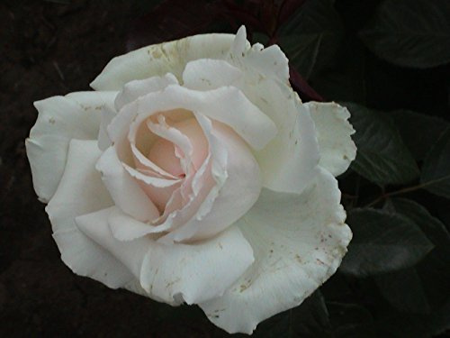 Duftrose d. Provence Poker im 5 Liter Rosentopf