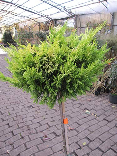 Baumschule Pflanzenvielfalt Cupressus leylandii Gold Rider - Leyland Zypresse Hochstamm 90 cm
