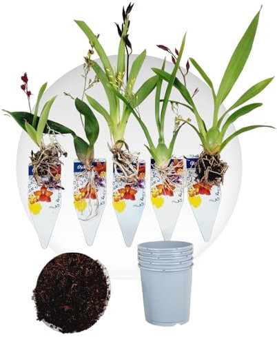 Mini Orchideen, 5 Zimmerpflanzen Mischung aus Holland. Mix von 5 Farben (Gelb, Braun, Rosa, Weiß). 15-20cm hoch mit Blüten Cambria, Colmonara, Brassia (keine künstliche Orchidee ohne Dünger und Topf)