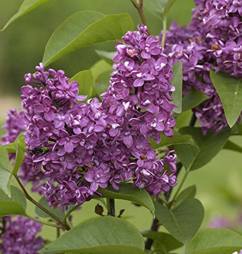 Hochstamm Edelflieder Charles Joly 100-125cm - Syringa vulgaris - lebende Gartenpflanze aus den Baumschulen