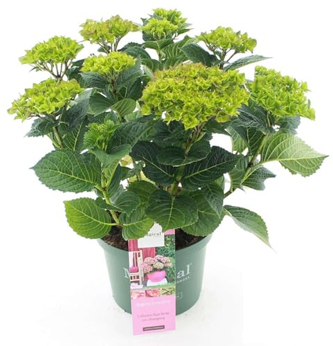 GARTEN SCHLÜTER® Hortensie 'Magical® Greenfire' - 5 Liter - Topf | Mehrfarbige Blüte