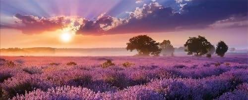 artissimo Glasbild 125x50 cm Bild Lavendel Feld AG5598A – modernes Panorama Bild aus Glas, großes Wandbild XXL Querformat, Wanddeko Wohnzimmer Blumen lila Natur Landschaft