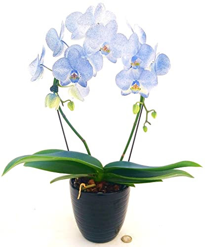 POWERS TO FLOWERS - ORCHIDEA PHALAENOPSIS BLU AD ARCO IN VASO CERAMICA NERO A RIGHE, VASO 13CM, Pianta Vera