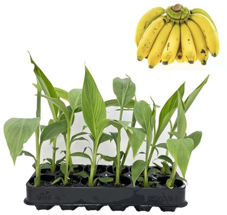 Musa Basjoo Jungpflanzen Winterharte Banane 12er-Set
